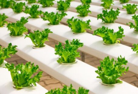 Indoor Salad Garden - View of Vegetables