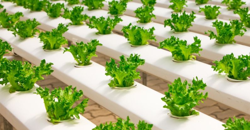 Indoor Salad Garden - View of Vegetables