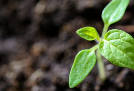 Growing Season - Closeup Photo of Sprout