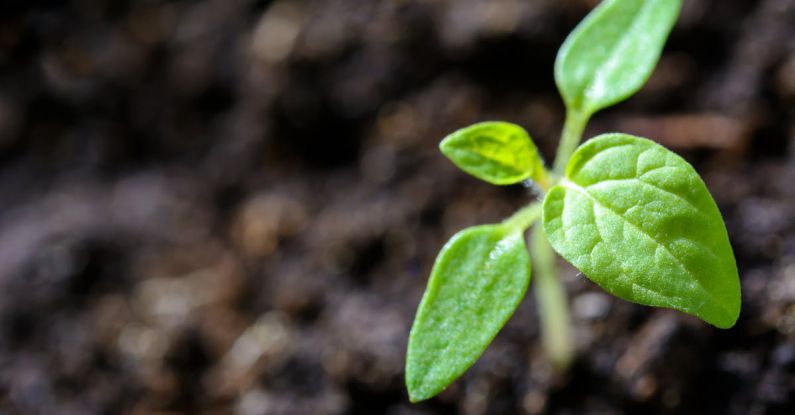 Growing Season - Closeup Photo of Sprout