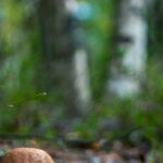 Edible Landscaping - Selective Focus Photography of Brown Mushroom