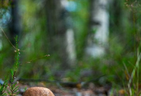 Edible Landscaping - Selective Focus Photography of Brown Mushroom