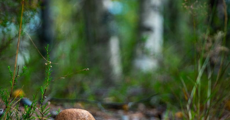 Edible Landscaping - Selective Focus Photography of Brown Mushroom